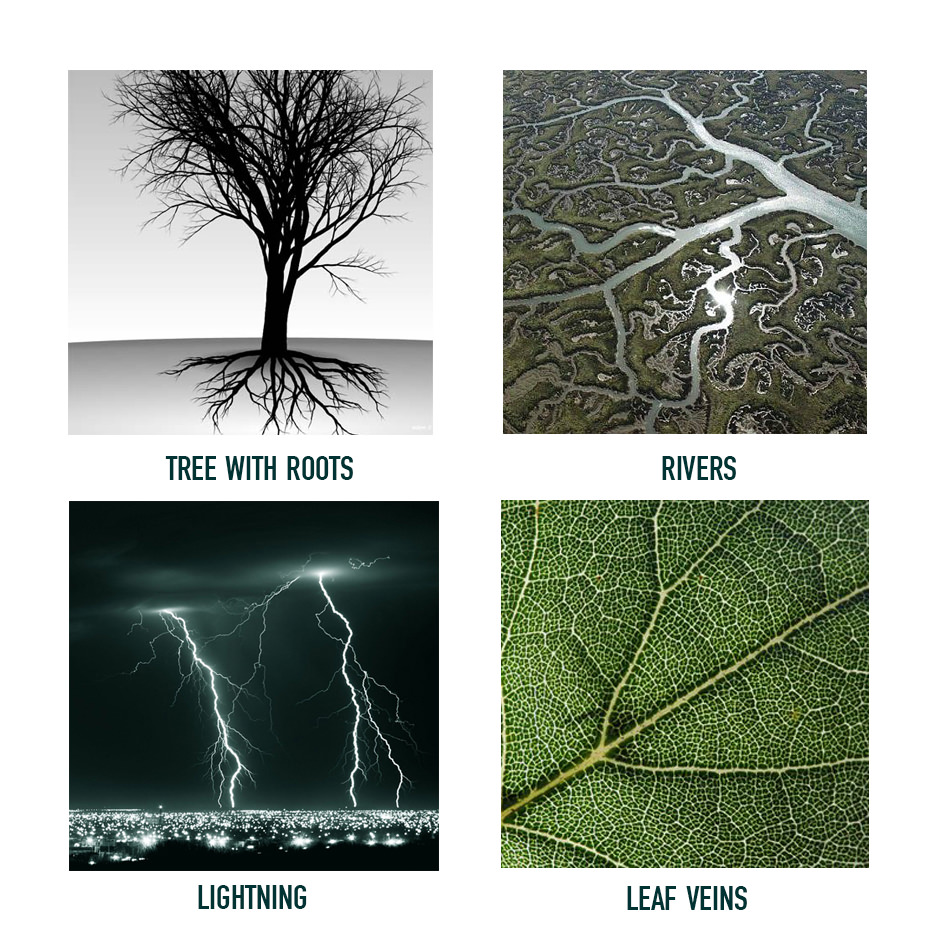 examples of fractals in nature looking the same like tree roots, tree branches, rivers, lightning, and leaf veins