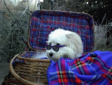 a dog in a picnic basekt with a plaid blanket