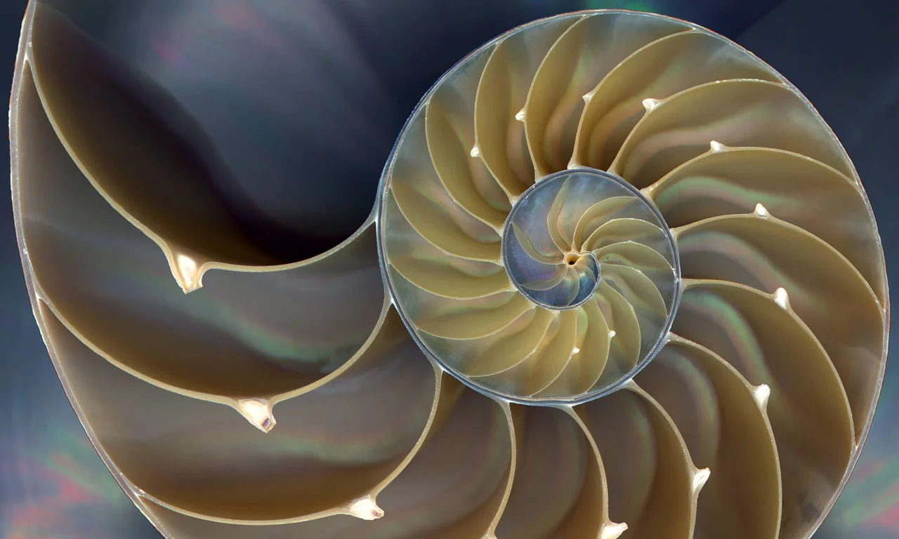 a nautilus shell with the golden ratio spiral
